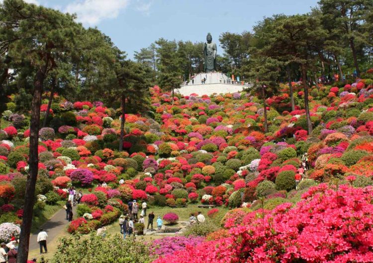 7 Ladang Bunga Instagramable Sekitar Tokyo untuk Musim Semi 2026
