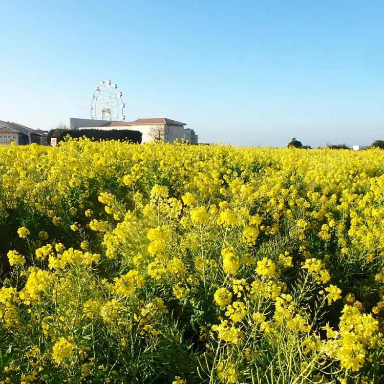 7 Ladang Bunga Instagramable Sekitar Tokyo untuk Musim Semi 2026