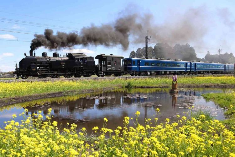 7 Ladang Bunga Instagramable Sekitar Tokyo untuk Musim Semi 2026