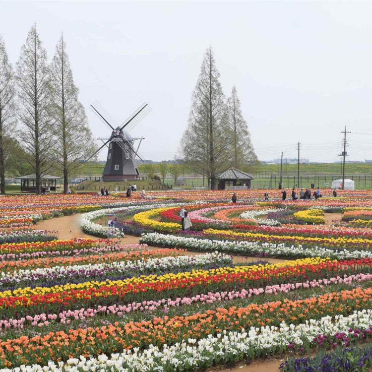 7 Ladang Bunga Instagramable Sekitar Tokyo untuk Musim Semi 2026