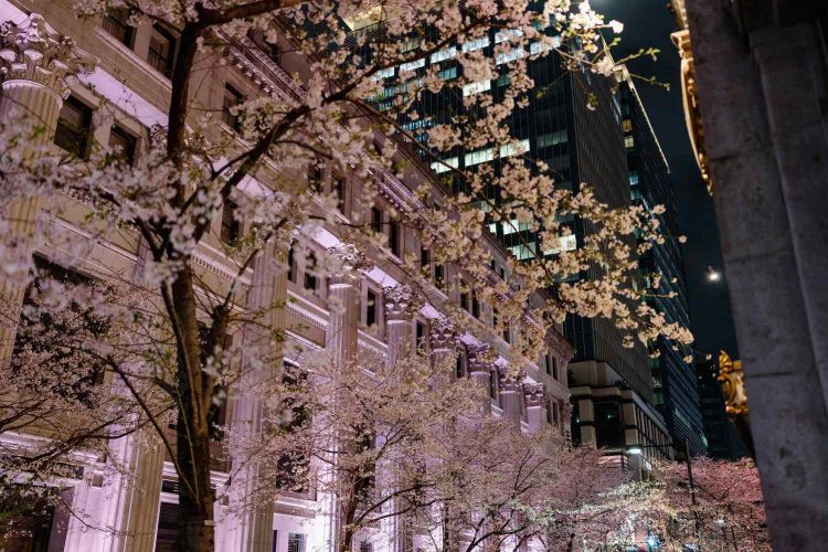 Rekomendasi Festival Bunga Sakura di Tokyo pada 2026