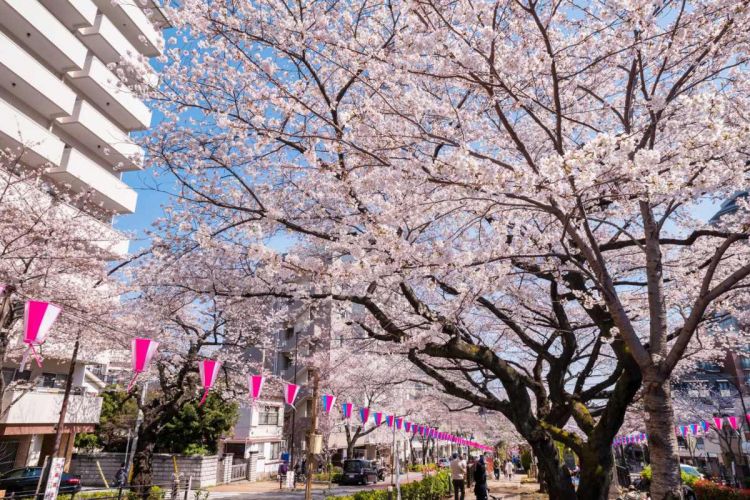 Rekomendasi Festival Bunga Sakura di Tokyo pada 2026