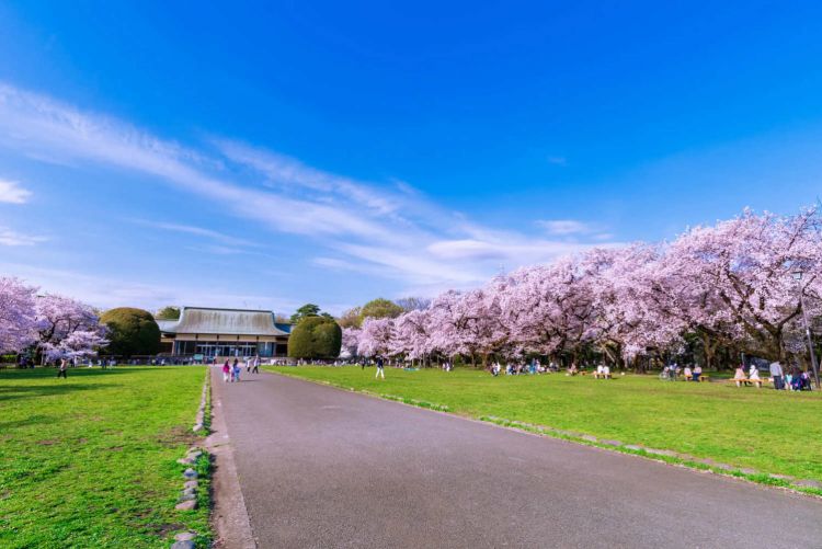 Rekomendasi Festival Bunga Sakura di Tokyo pada 2026