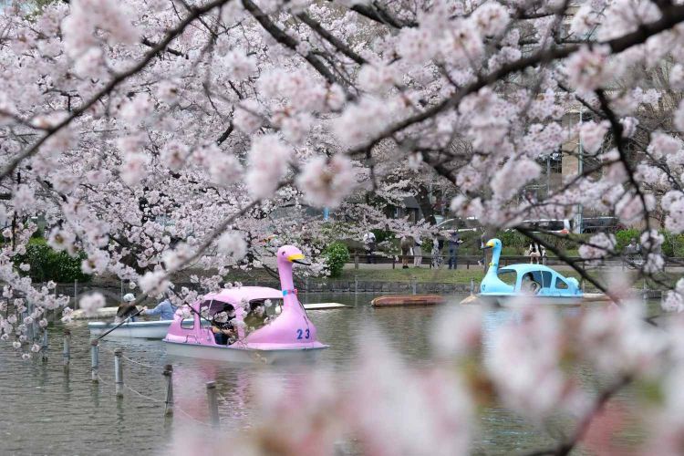 Rekomendasi Festival Bunga Sakura di Tokyo pada 2026