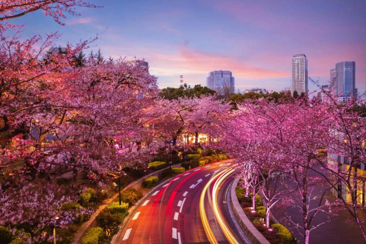 Rekomendasi Festival Bunga Sakura di Tokyo pada 2026