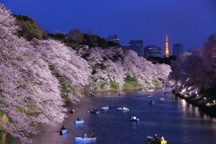 Rekomendasi Festival Bunga Sakura di Tokyo pada 2026