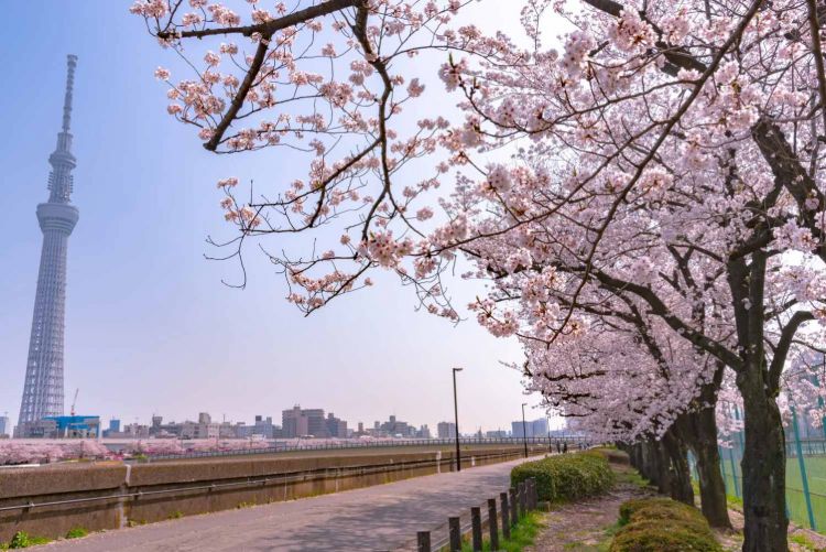 Rekomendasi Festival Bunga Sakura di Tokyo pada 2026