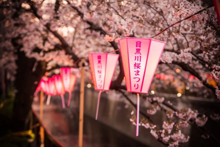 Rekomendasi Festival Bunga Sakura di Tokyo pada 2026