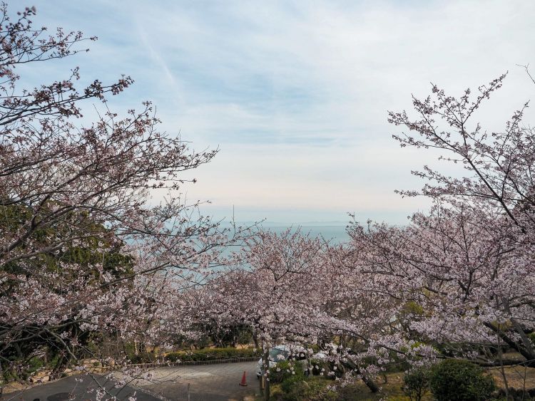 Nikmati Hanami di Kobe — 5 Spot Bunga Sakura yang Tenang, Jauh dari Keramaian