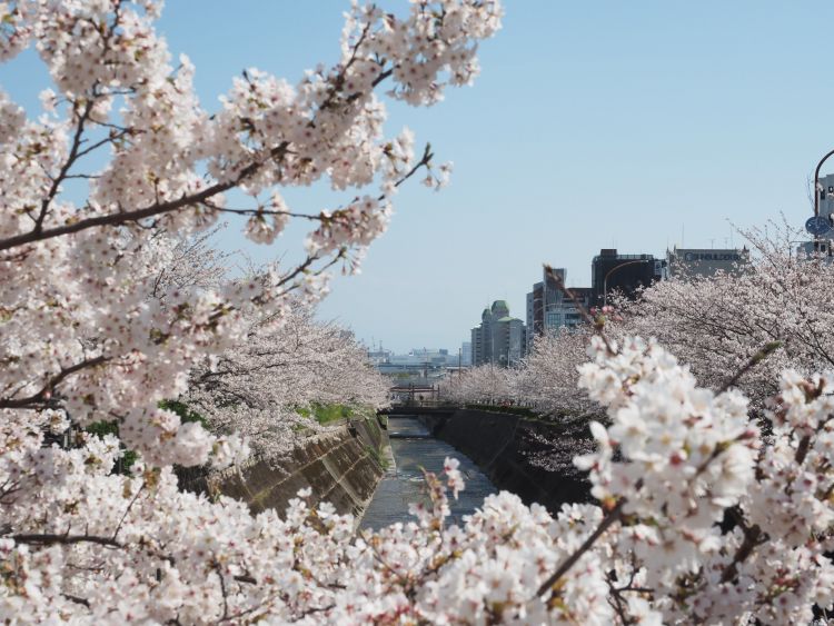 Nikmati Hanami di Kobe — 5 Spot Bunga Sakura yang Tenang, Jauh dari Keramaian