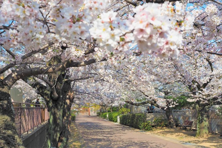 Nikmati Hanami di Kobe — 5 Spot Bunga Sakura yang Tenang, Jauh dari Keramaian