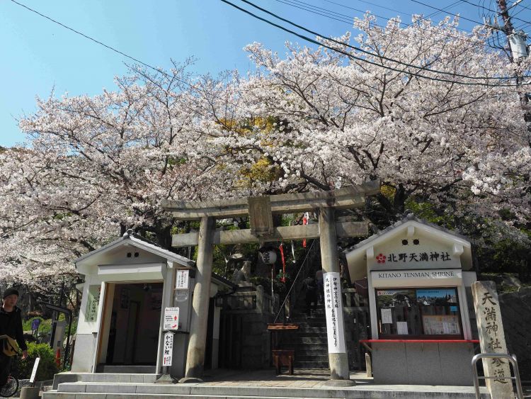 Nikmati Hanami di Kobe — 5 Spot Bunga Sakura yang Tenang, Jauh dari Keramaian