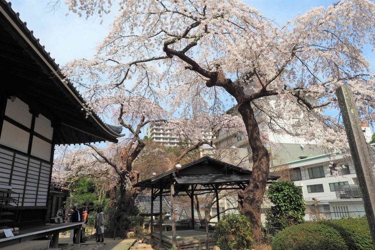 Nikmati Hanami di Kobe — 5 Spot Bunga Sakura yang Tenang, Jauh dari Keramaian
