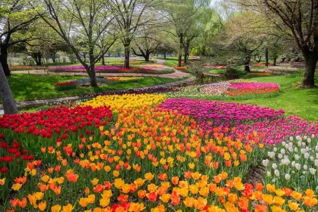 Kunjungi Taman Bunga yang Cantik dengan Pertunjukan Gelembung di Tokyo