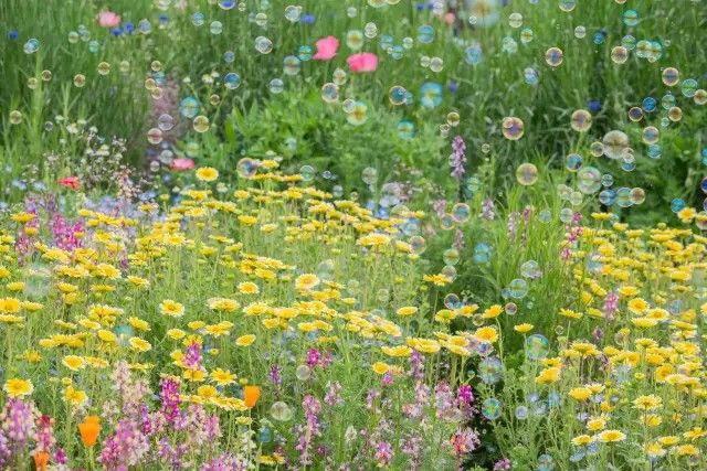 Kunjungi Taman Bunga yang Cantik dengan Pertunjukan Gelembung di Tokyo
