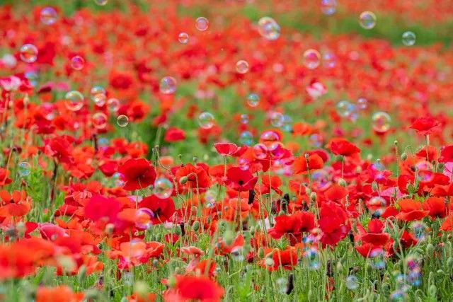 Kunjungi Taman Bunga yang Cantik dengan Pertunjukan Gelembung di Tokyo