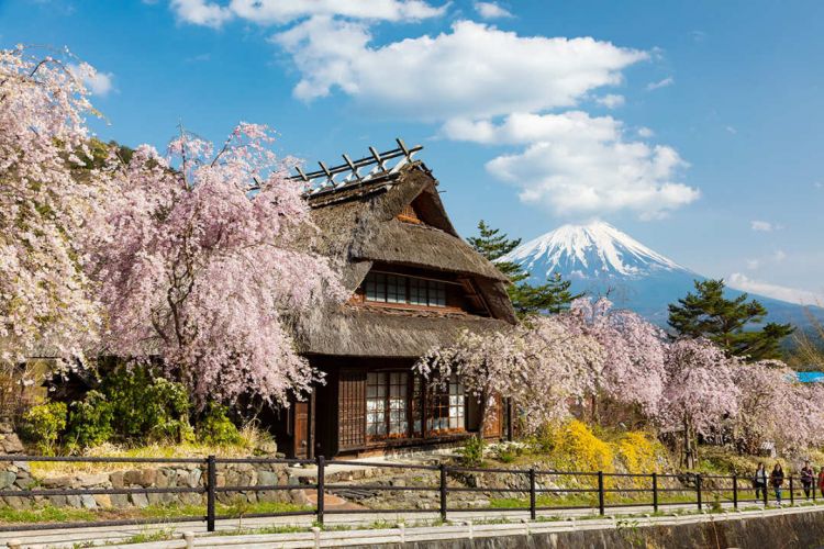 Rekomendasi Spot Menikmati Keindahan Gunung Fuji